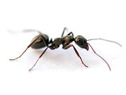 เรื่องมด (Ants)