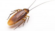 แมลงสาบ (Cockroaches)