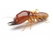 เรื่องปลวก (Termites)